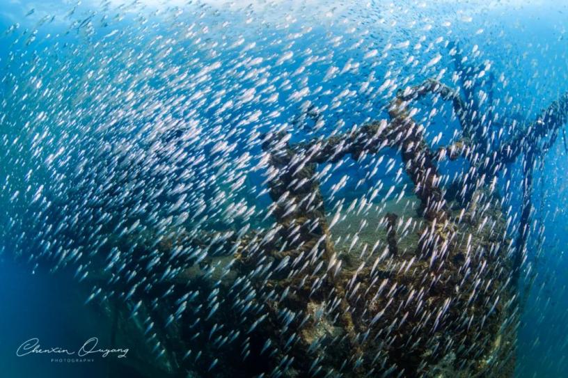 海底世界-魚群