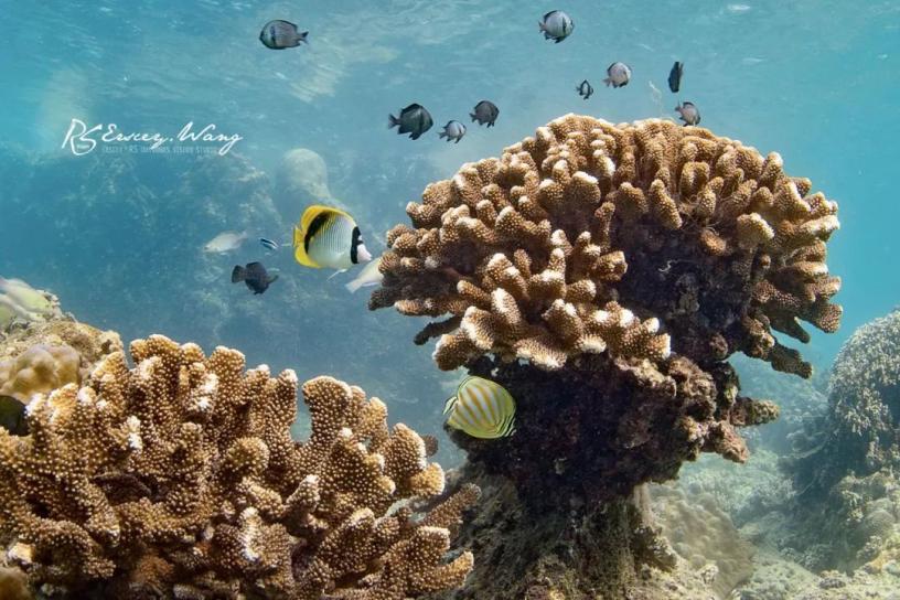 海底世界-珊瑚