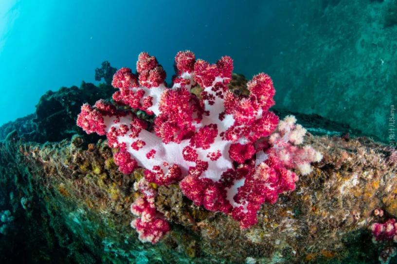 海底世界-粉珊瑚